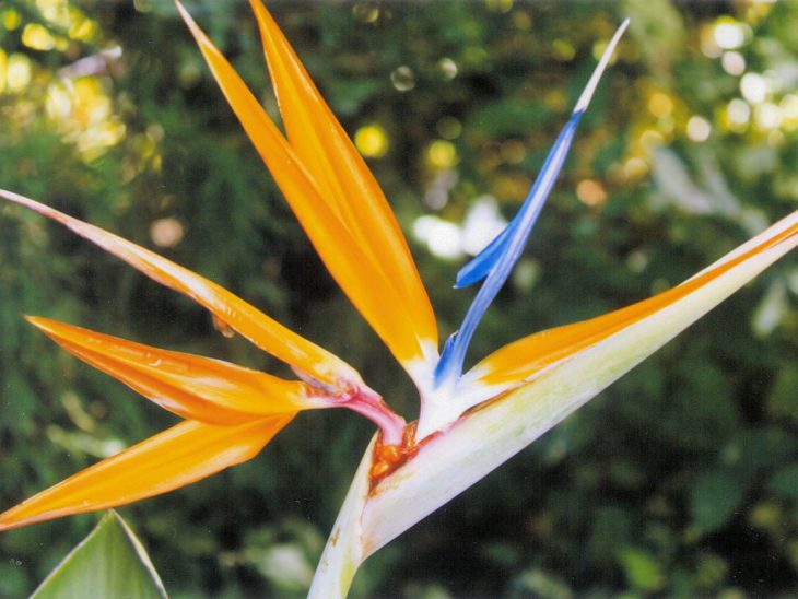 ストレリチアの花 ストレリチアの花