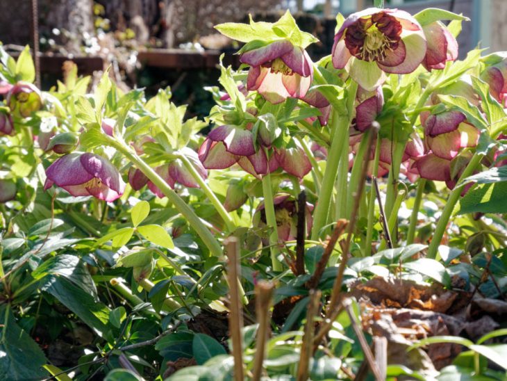 クリスマスローズ・チェリーシフォンの花