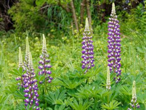 ラッセルルピナス