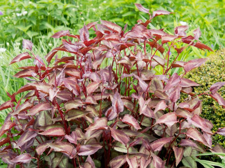 ペルシカリア・シルバードラゴン