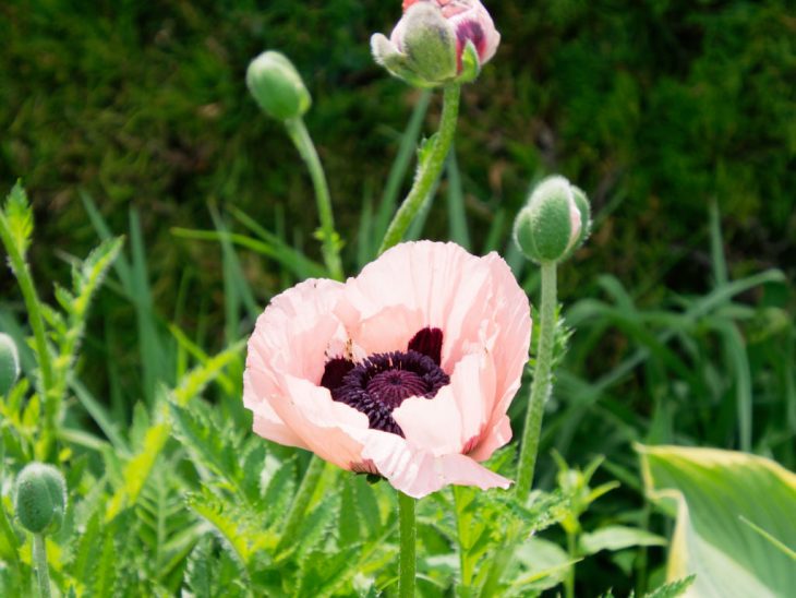 オニゲシ コーラルリーフ