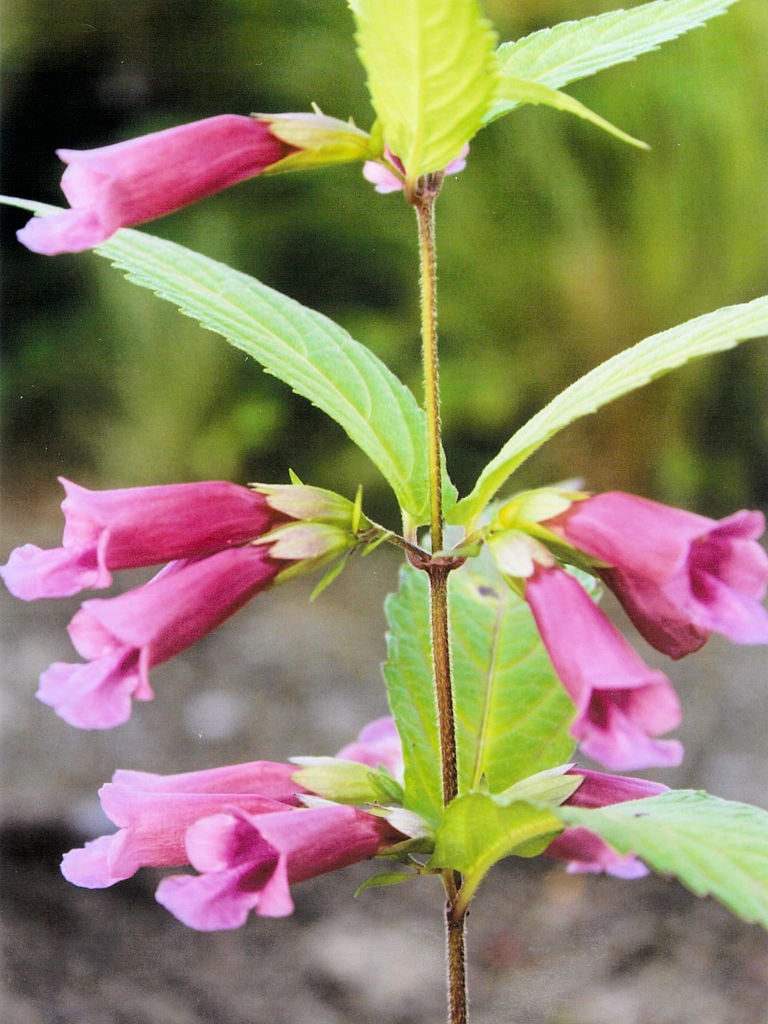 濃色ジャコウソウ