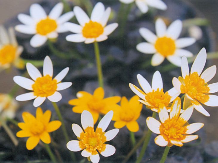 コッパーノブ 姫リュウキンカ・コッパーノブ