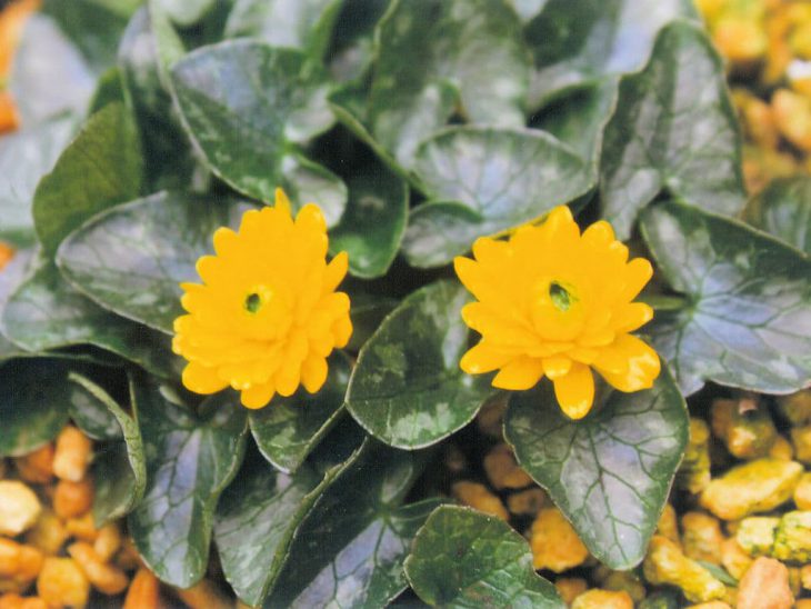 八重咲き 姫リュウキンカ・八重咲き