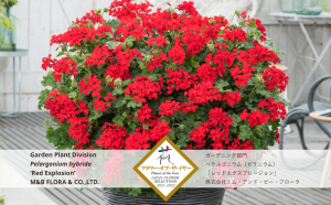 ぺラルゴニウム レッドエクスプロージョン